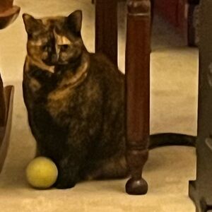 Meet your Posher, Elizabeth